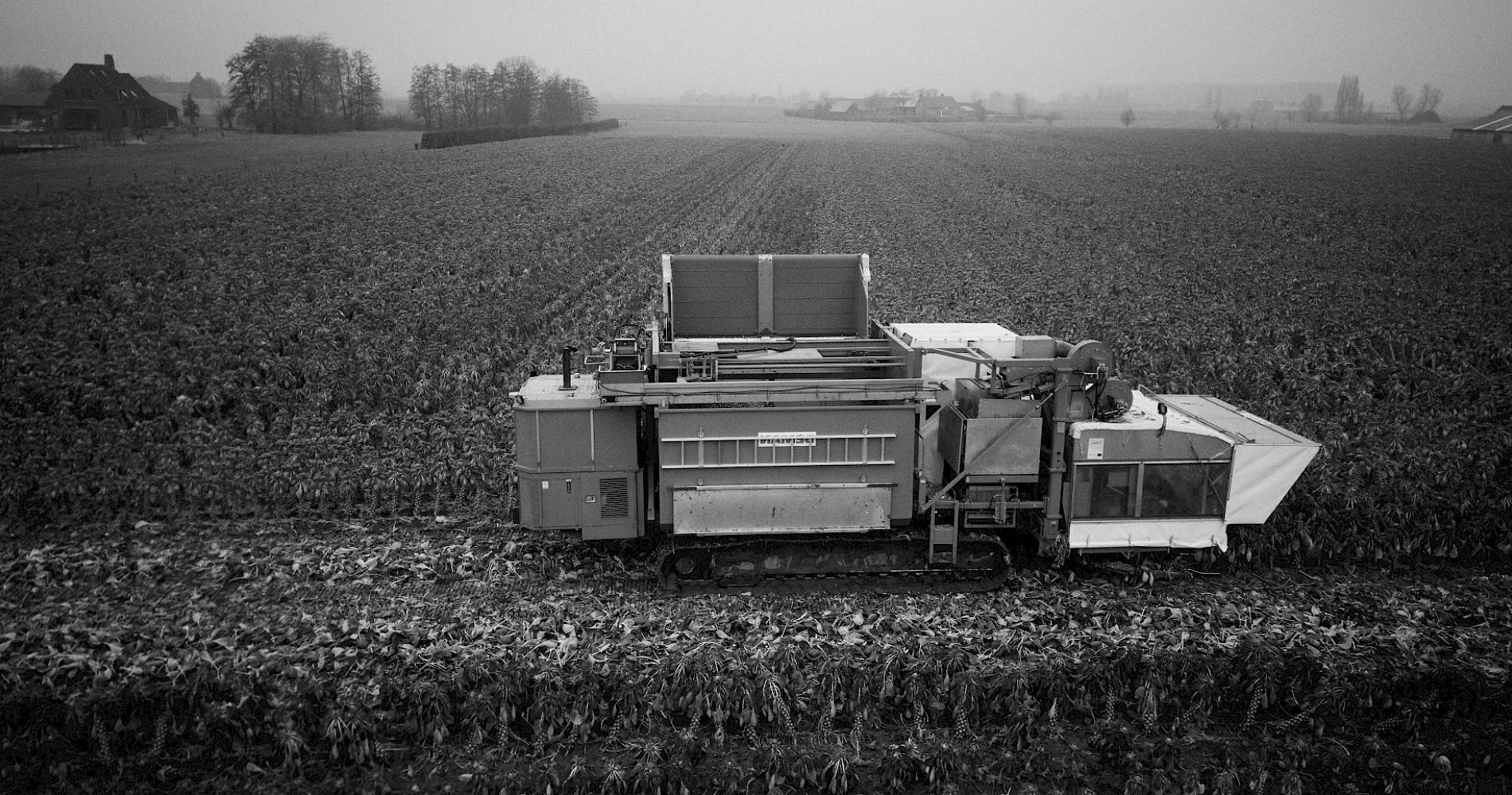 zwart-wit beeld van spruitenplukker bezig op spruitenveld