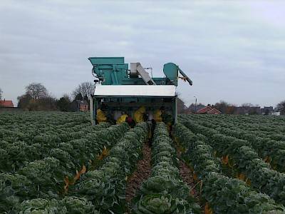 Self-propelled sprout harvester 4ROW on field